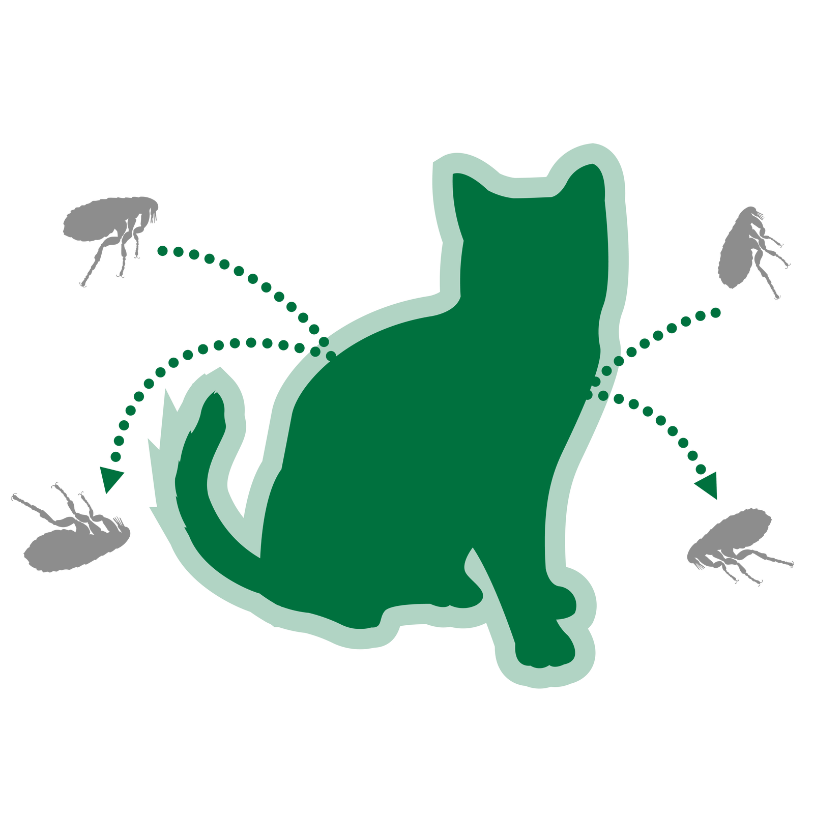 chat répulsif sur chien