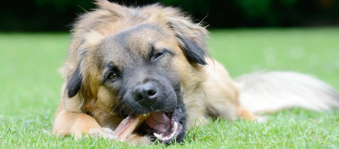 A large fluffy brown and black dog eating a bone outside in the grass.
