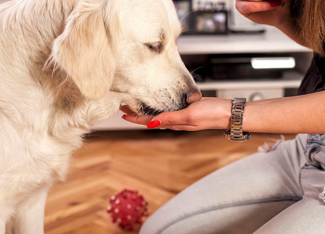 dog being treated with flea tablet