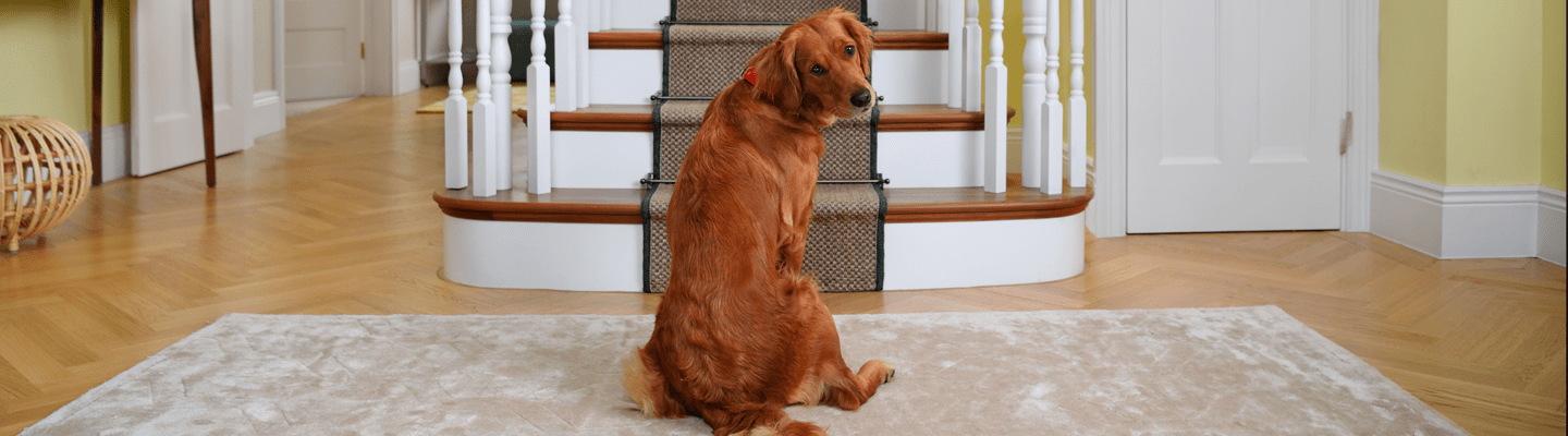 de vroege symptomen van artrose bij jouw hond
