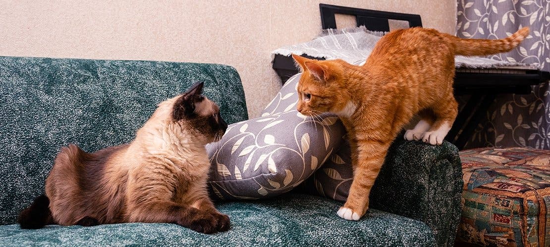 A tabby cat approaching a Siamese cat on a couch.