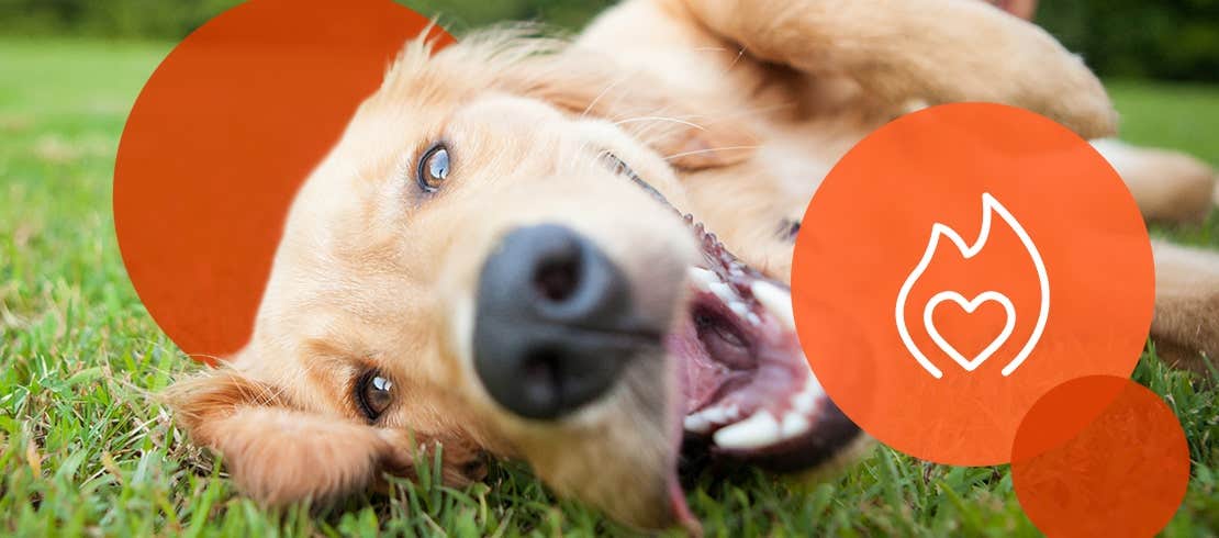 Golden retriever rolling in grass