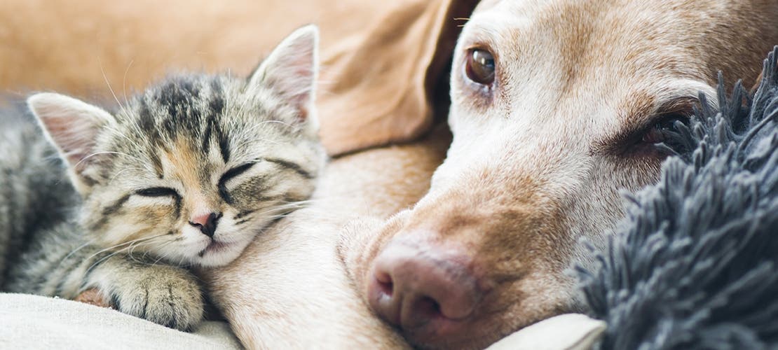 A kitten napping while cuddling an elderly dog. 