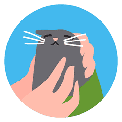 Step 3: Human hands massaging cat’s head and throat.