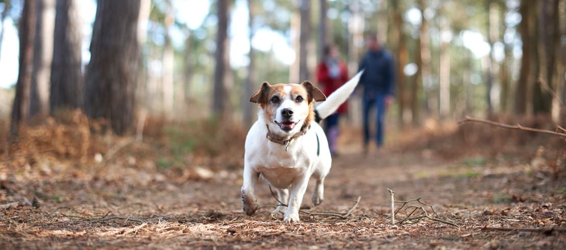 A small dog running on a wilderness trail.