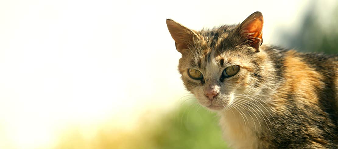  A feral cat outdoors. 