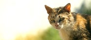 Can You Tame A Feral Cat 