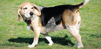 An older beagle playing outside.