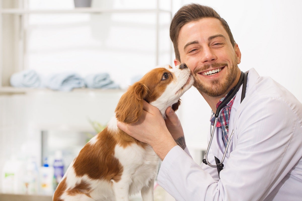 happy spaniel puppy licking the face of a cheerful male professional vet