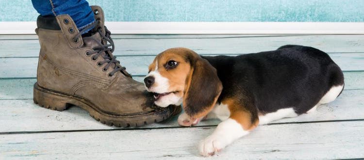 A puppy playfully chewing on a boot