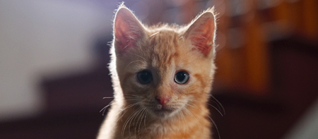 Chat avec des vers intestinaux