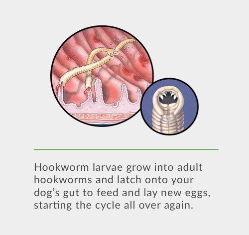 Understanding Hookworm in Dogs and Puppies