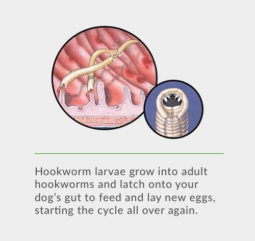 Hookworm larvae grow into adult hookworms and latch onto your dog’s gut to feed and lay new eggs, starting the cycle all over again.
