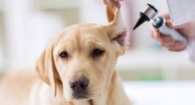 Labrador having ear checked by vet