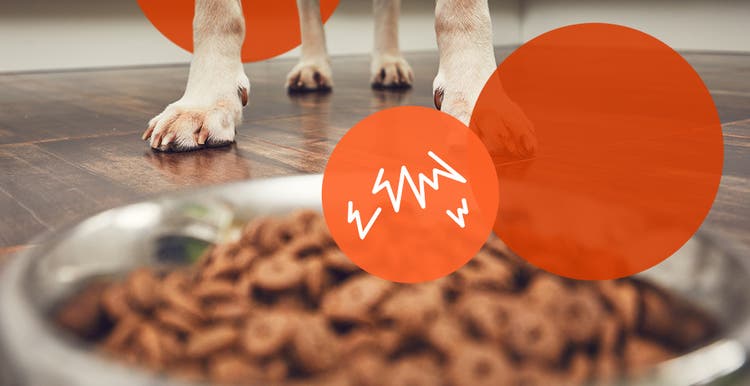 Dog with food aggression standing at a food bowl