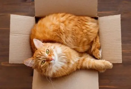 Cat in moving packing box