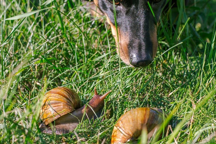 A dog trying to sniff snails