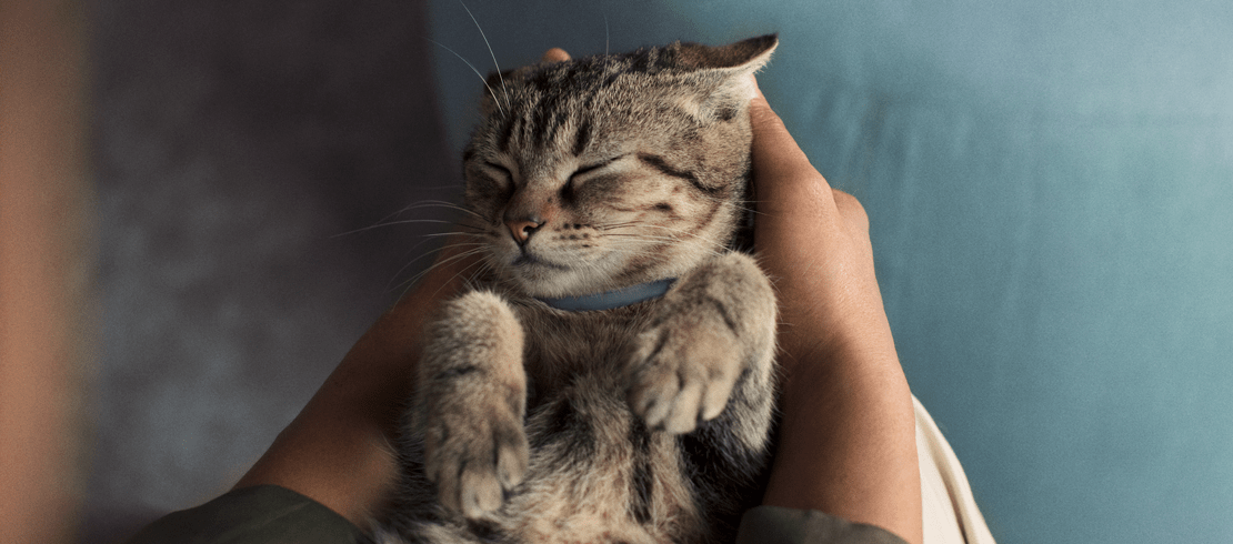 Gato pequeño con el collar Seresto para pulgas y garrapata
