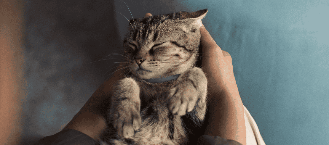 Gato pequeño con el collar Seresto para pulgas y garrapata
