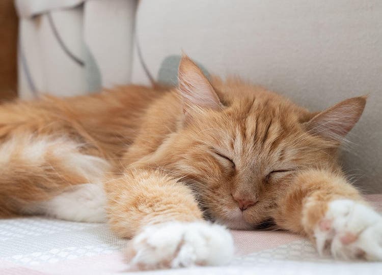 ginger cat lying on bed