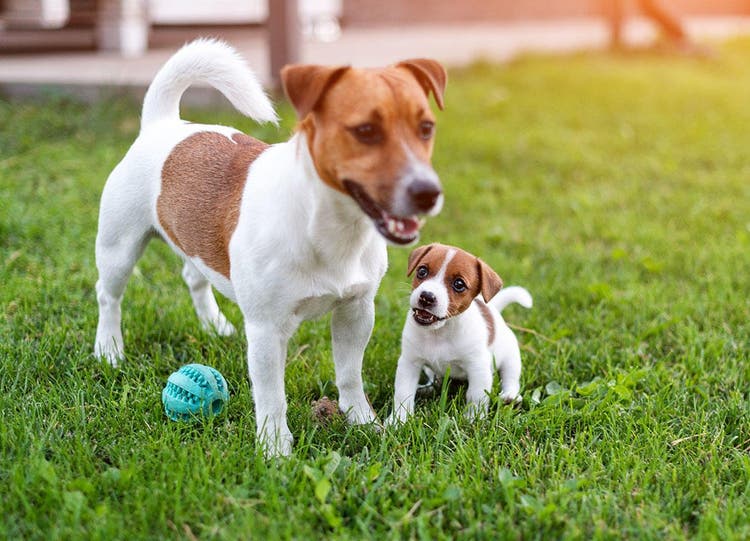 Jack Russel Welpe und Mutter spielen im Gras mit einem blauen Ball