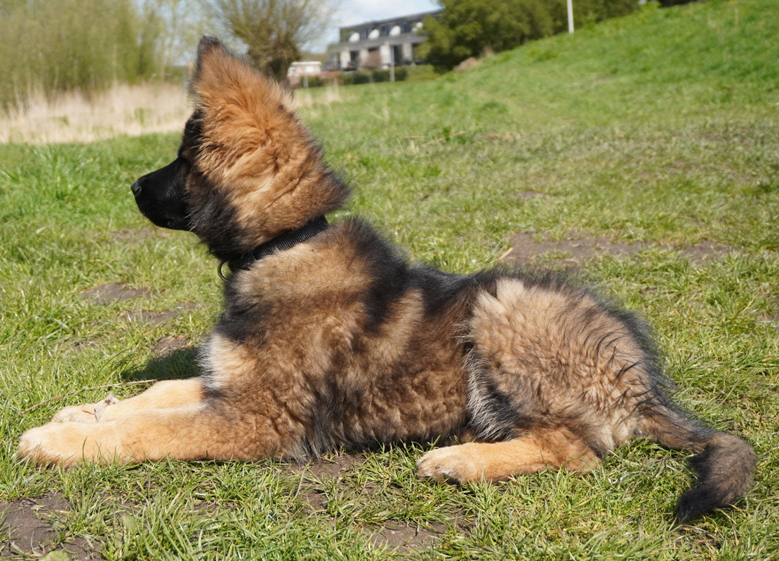 Pup Otto buiten op gras
