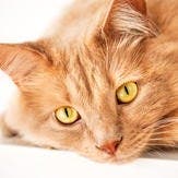 Un chat roux tigré est couché sur le ventre et a le regard triste. 