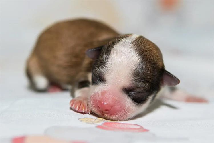 A newborn white and brown puppy
