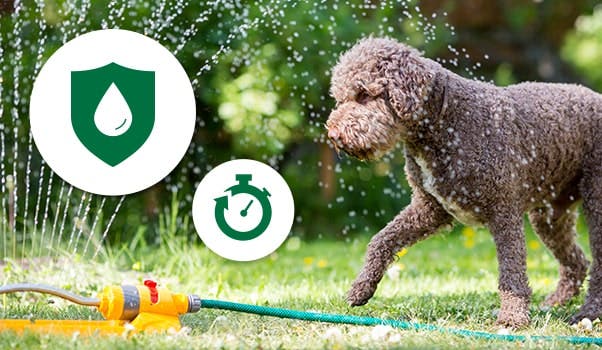 black poodle playing with sprinkler in yard with green icons for fast and effective