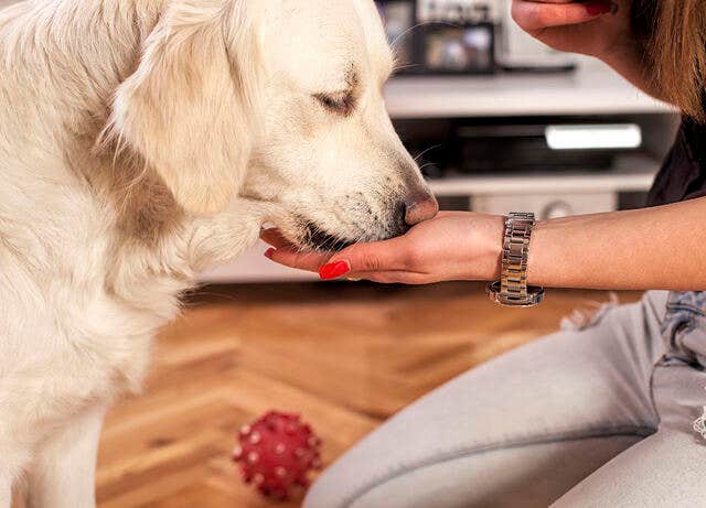 Woman's Hand Feeding Treat to her Golden Retriever