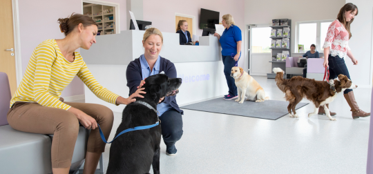 Treatment options for dogs with arthritis