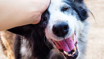 Petting a happy dog 