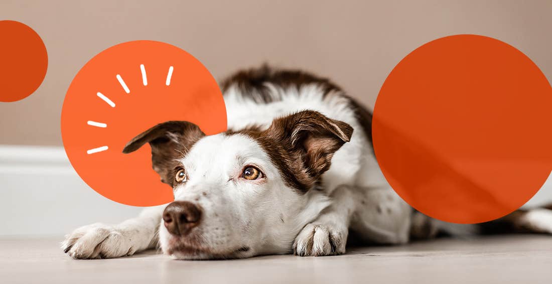 Sad brown and white border collie lying on floor