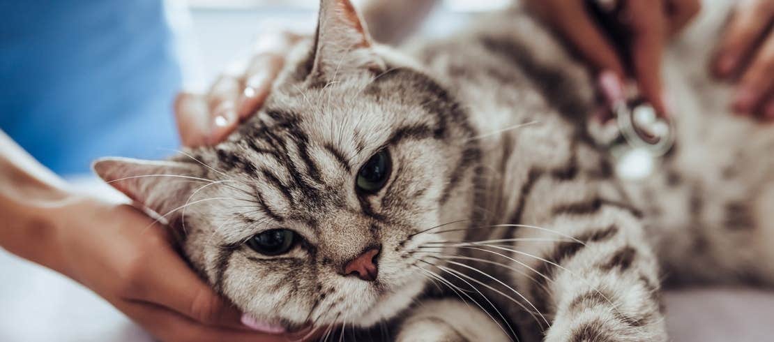 Vet examining a tabby cat with a stethoscope.