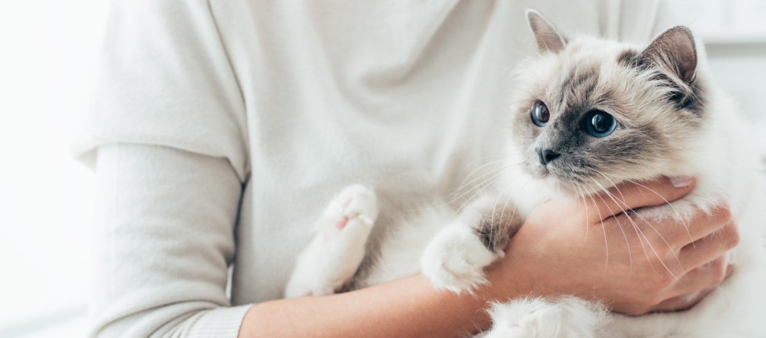 A white Siamese cat being held in its owner’s arms.