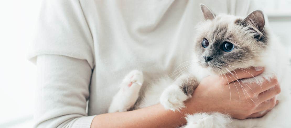 A white Siamese cat being held in its owner’s arms.