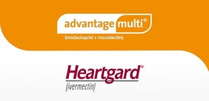 Compare Advantage Multi® for Cats (imidacloprid+moxidectin)