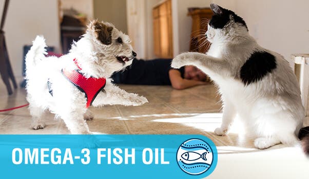 Playful dog and cat indoors with omega-3 fish oil text overlay 