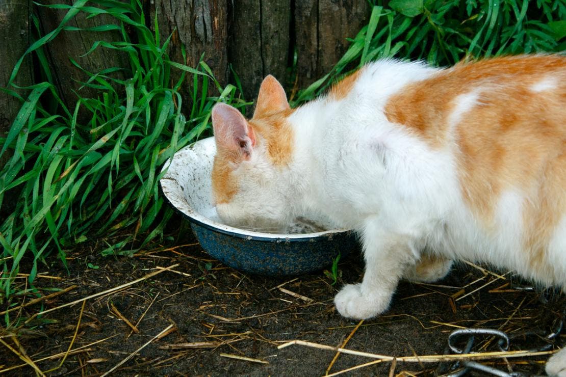 Cat drinks water from a bowl in garden
