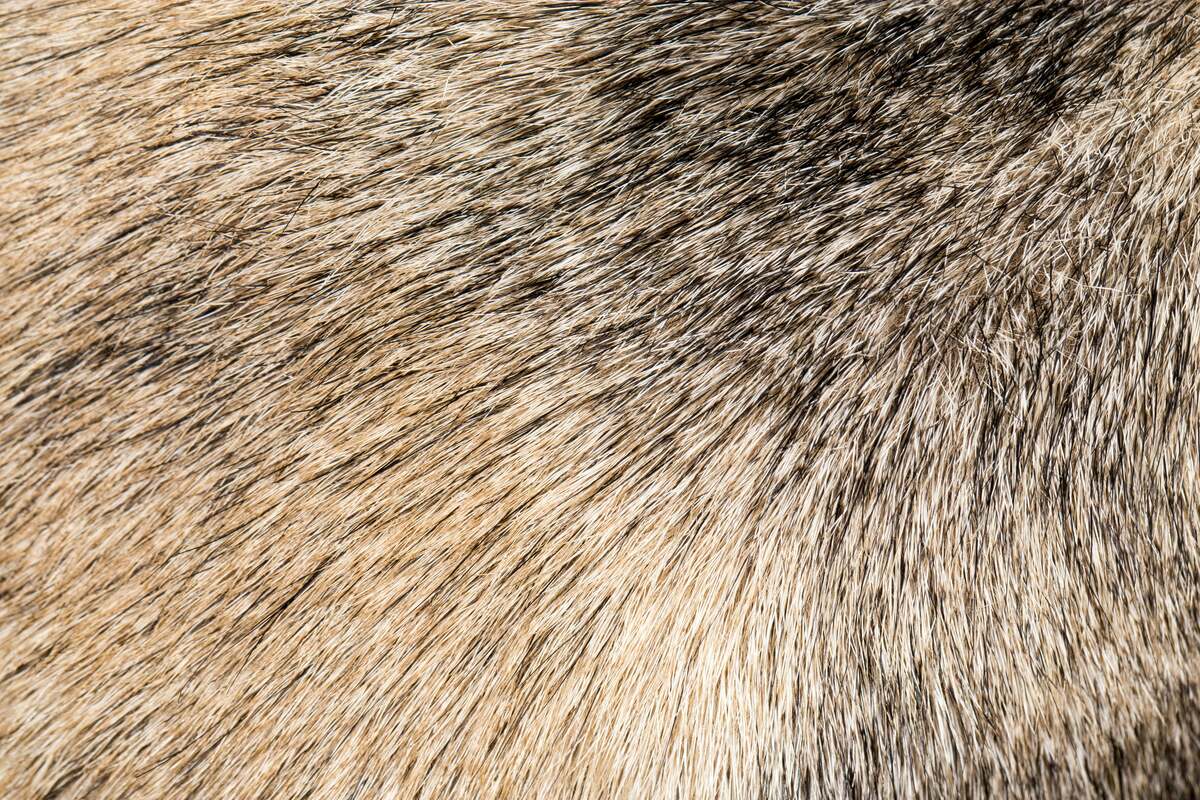 background of the dog's coat