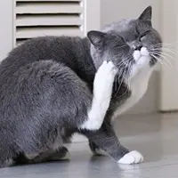 Grey catch scratching fleas
