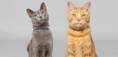 deux chat qui porte le collier seresto