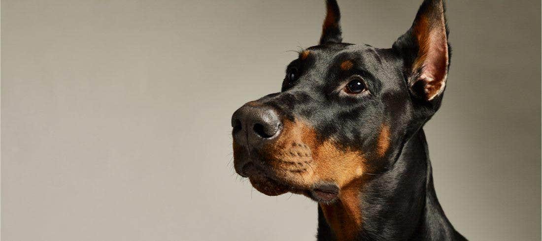IL DOBERMANN, UN DURO DAL CUORE TENERO
