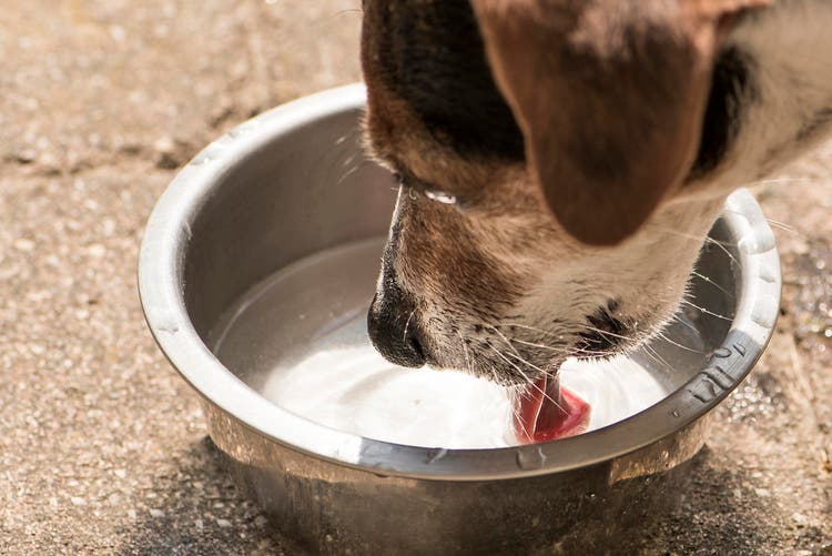 A dog drinking out of a water bowl