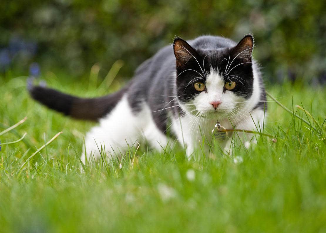 cat in grass