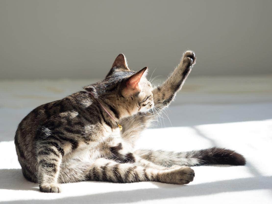 Gatto che si fa la toeletta