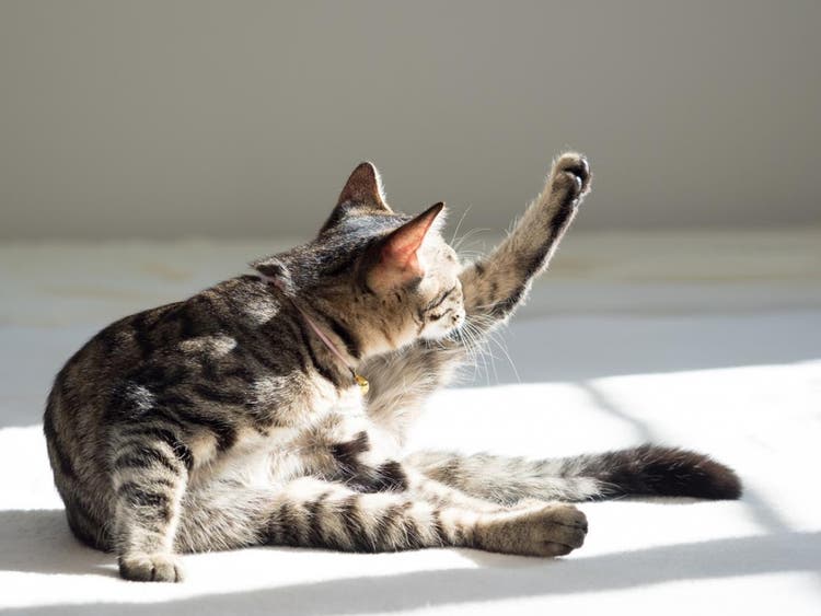 Gatto che si fa la toeletta