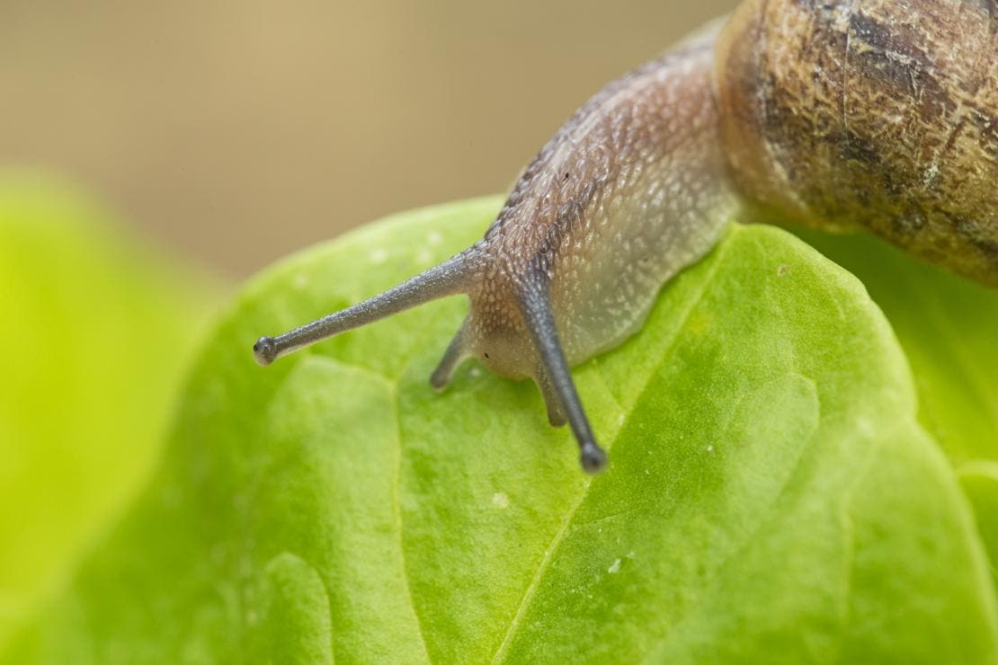slugs and snails can carry lungworm larvae