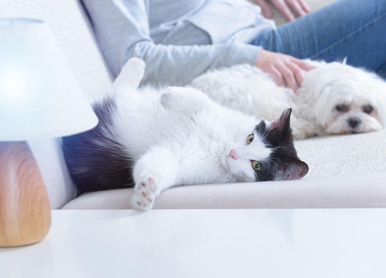 Женщина сидит на диване со своими собачкой и кошкой