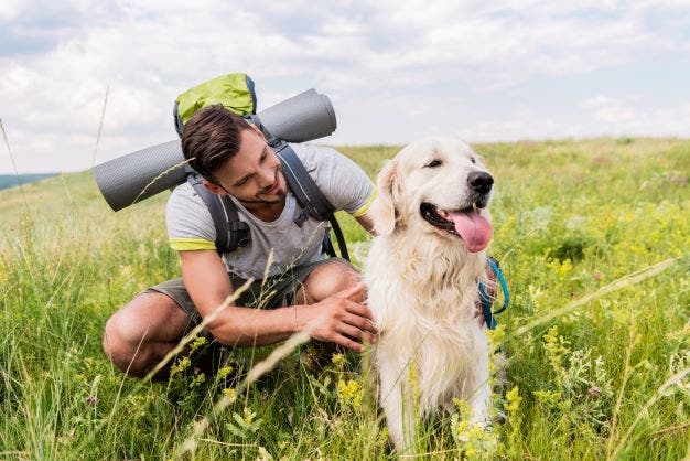 Golden retriever hund sidder på eng med ejer med campingudstyr